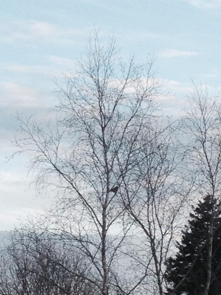 foransue's tweet photo. A little bird watching from the kitchen window #springtwilight http://t.co/wj0jevczMO