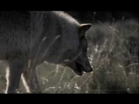 _Dubai_Men's tweet photo. NATURE | The Wolf That Changed America | Steel Traps | PBS http://t.co/l8tnuYagcP #love #dubaimen http://t.co/kwzCcbPlG3