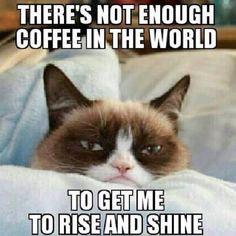 CatPorn1234's tweet photo. Tomorrow... LOL!!!😹 http://t.co/tUnFM6Ce97