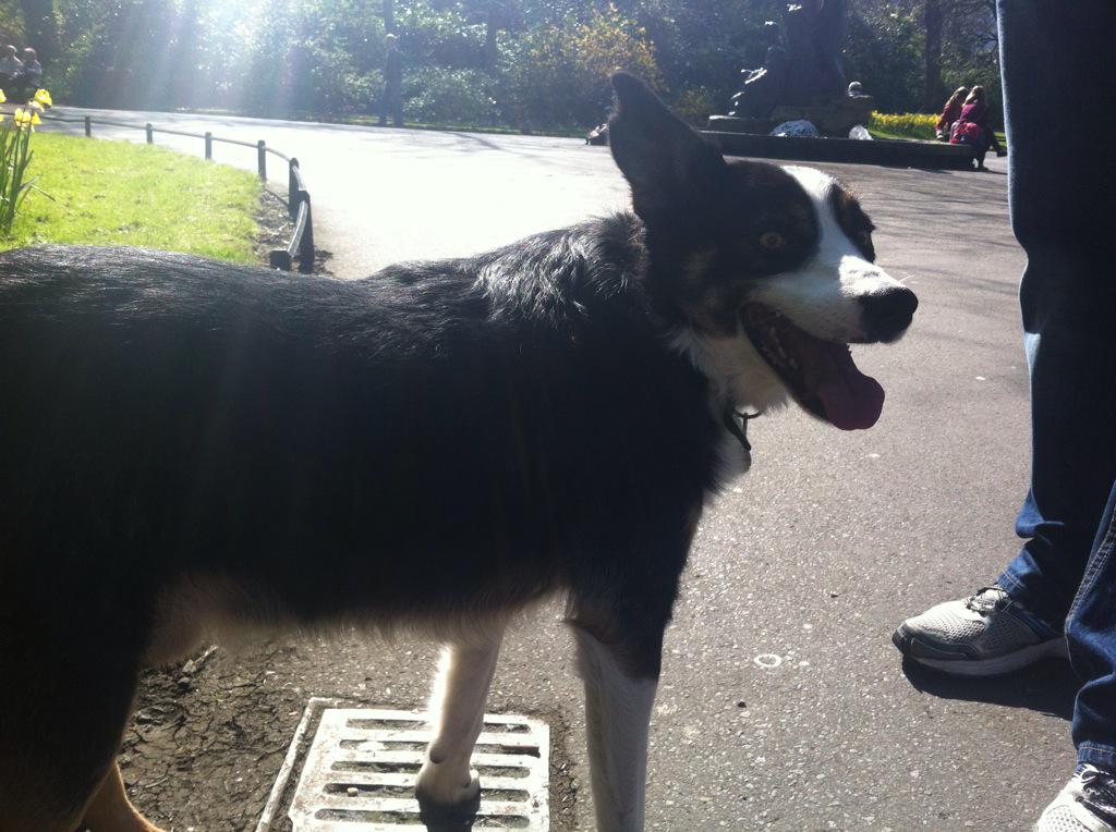 ShadowHalloran's tweet image. Long hair, don't care #Walkies