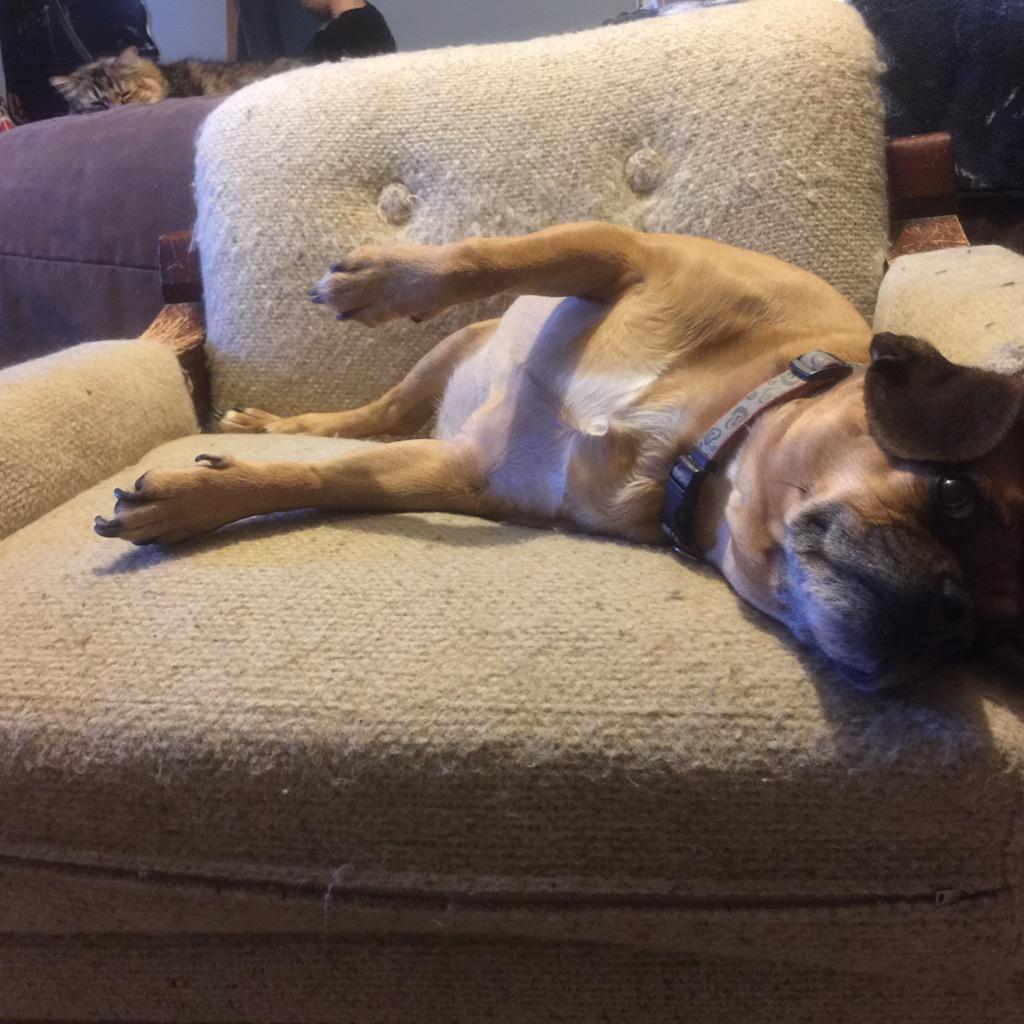 Fizzygrrl's tweet photo. Our Puggle has such short legs, they just sort of hover when she naps. #ShortPuppyProblems http://t.co/hp2EsVVdAk