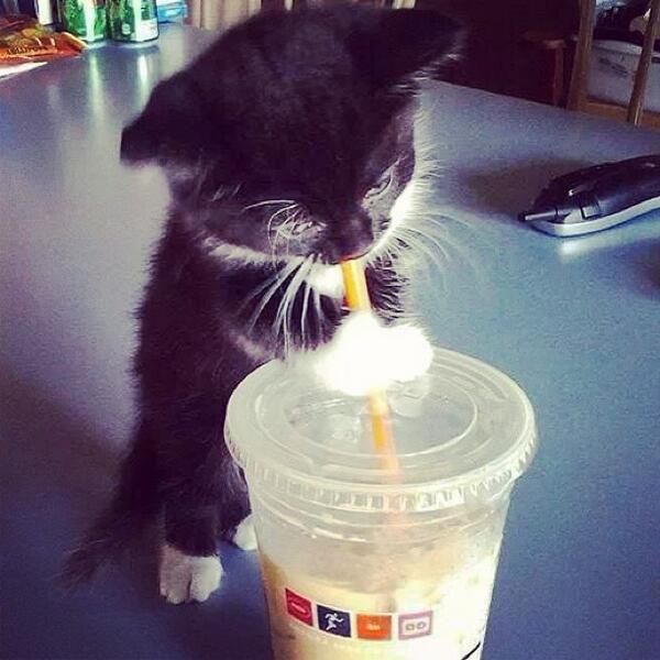 ltsKittens's tweet photo. Suck it up kitty! http://t.co/EfCJmeh1Al