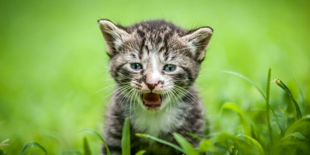 NZAlertDog's tweet photo. Learn how to speak #cat! @nzherald  http://t.co/B6K53FrnZY #Animals #Science #Love #Pets http://t.co/HL6vkNOyOG
