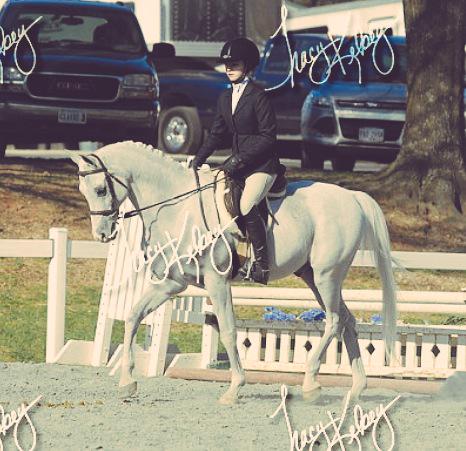 polished_boots's tweet photo. HAPPY BIRTHDAY TO MY AMAZING HORSE! 20 years old and still rocking the show arena! #RHIsrael #arabianproud http://t.co/PrOMSlbRqE