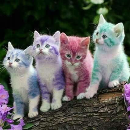 9fd8f06258ed4bc's tweet photo. @46BRENDA_Leslie Thanx follow me http://t.co/6CzyicGADy