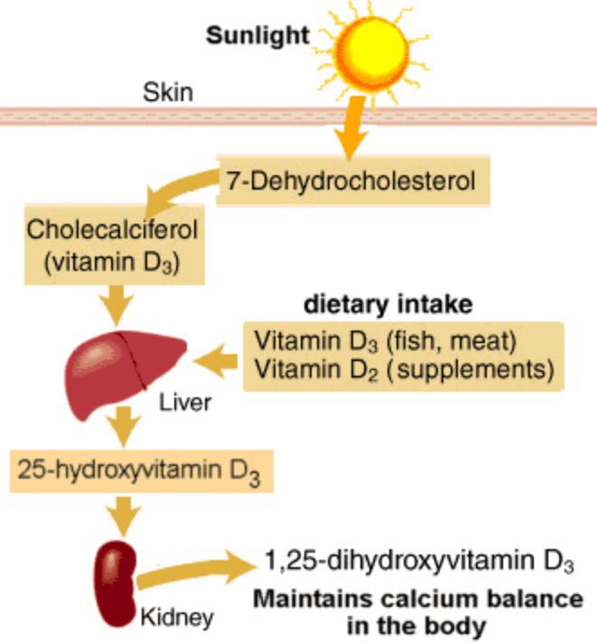 dermaskin's tweet photo. Blood levels of 25(OH)D3 are best indicator of #vitaminD and deficiency occurs when levels are below 25nmol/ml http://t.co/aul1fYBbsu