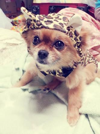 Ika1213's tweet photo. 초고 안녕~ ㅜㅜ I hope you're happy there 😊😂😭  #RIPChoco #PrayForChoco http://t.co/Mo7Z23i39Q