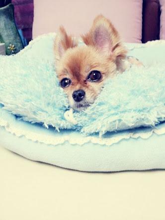 Ika1213's tweet photo. @AllRiseSilver i'm sorry to hear that 😭 쵸고야 ㅜㅜ 오빠  힘내요...ㅜㅜ http://t.co/kwndMEw5Eh