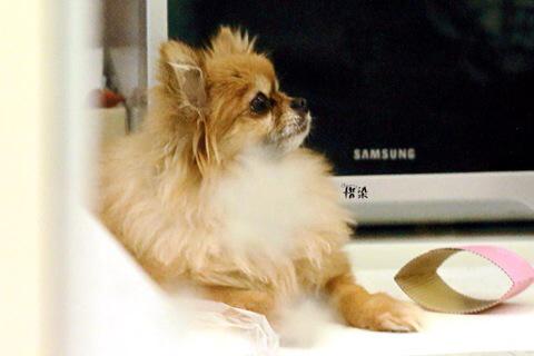 alwaysloveDH's tweet photo. #PrayForChoco #RestInPeaceChoco http://t.co/R8CpdgIKYn