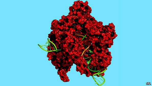 TheEconomist's tweet photo. Genetically modified humans: scientists in China have crossed one of biotechnology's red lines http://t.co/2T5rEasMou http://t.co/WFVC3Mcxam
