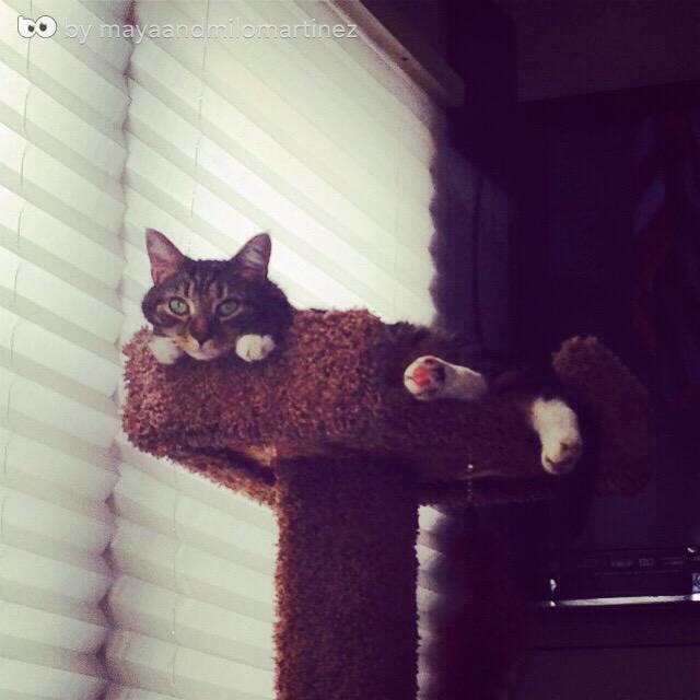 Bo_App tweet picture
