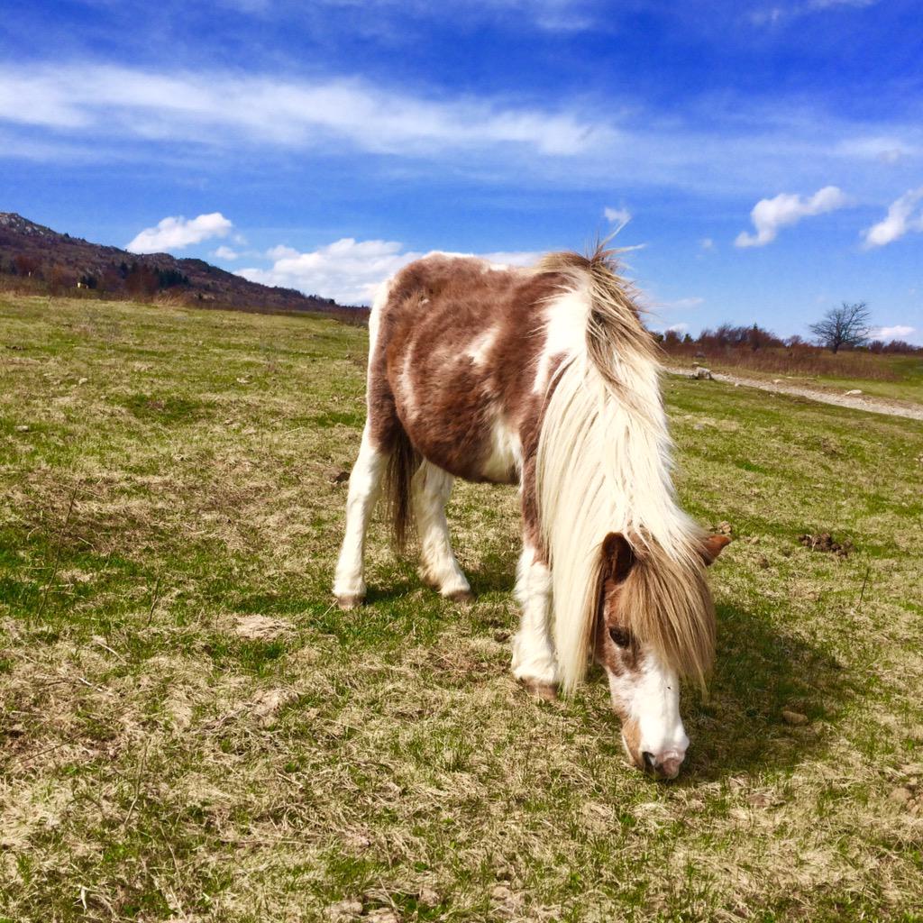 mtnsofmusic's tweet photo. Plan to camp or take a hike at Grayson Highlands State Park. #mtnsofmusic #loveva #visitvirginia #swva #graysonco http://t.co/zWMhk6WBEJ