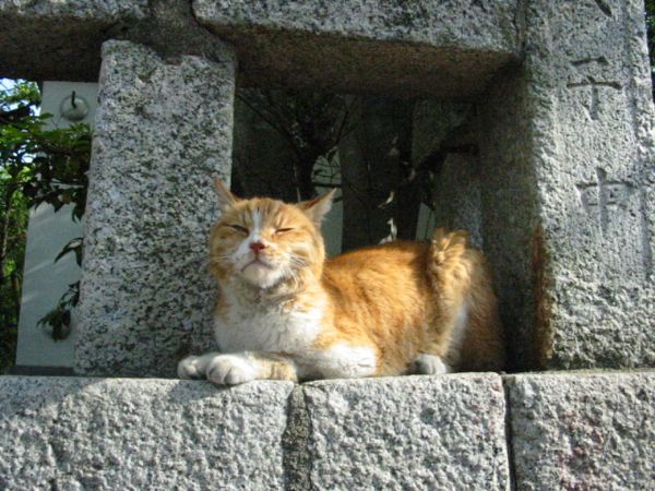 catlover tweet media