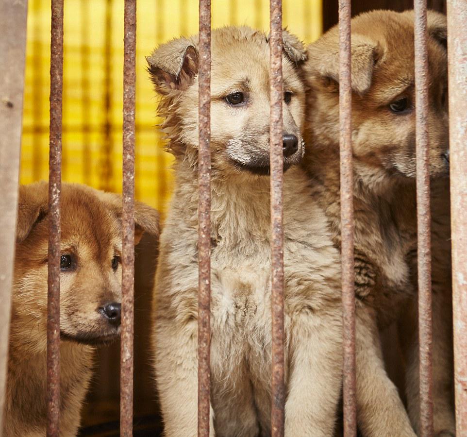 world_rescue's tweet photo. Preventing the 2015 Yulin Dog Meat Festival! To Save the Dogs, pls visit
http://t.co/UNQ68nj5fJ http://t.co/bUNVbKHtcR