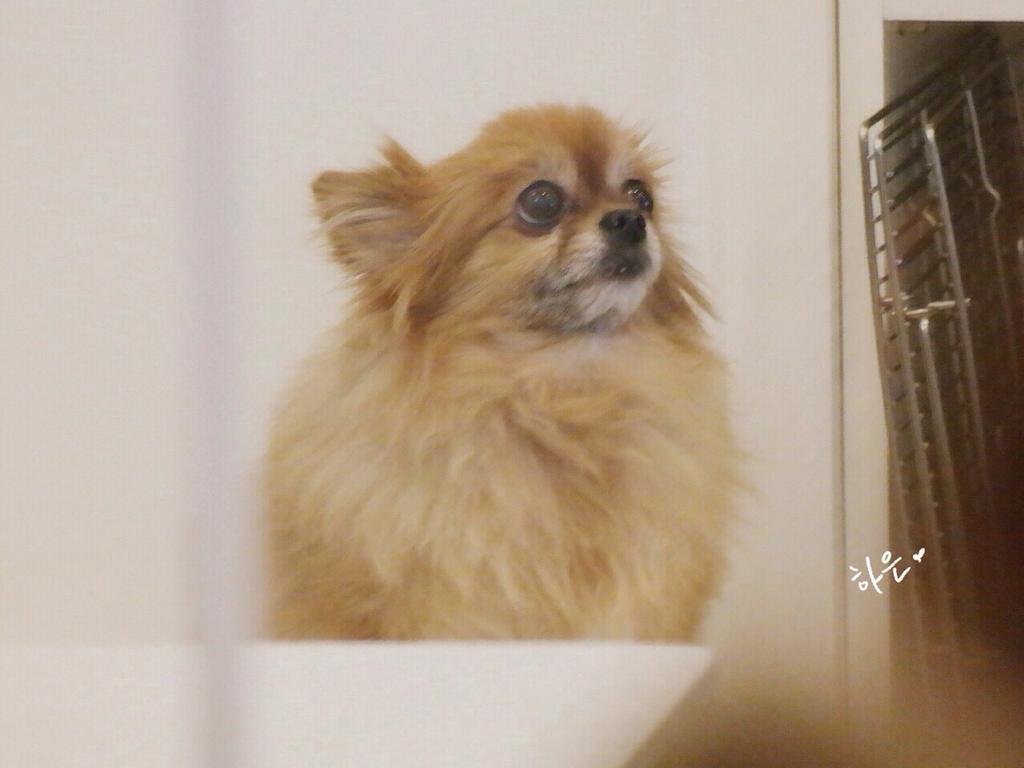 SJnELFamily's tweet photo. #RestInPeaceChoco you are in heaven now and we will always remember you💙 #PrayForChoco love you:') http://t.co/iWoPW2zL1E