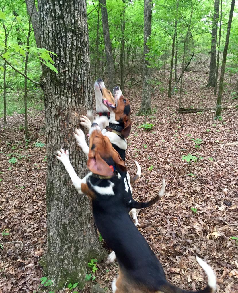 Aitken1018's tweet photo. In the woods listening to the pups sing! #coondogs #Walkerdogs #TreeingWalkers http://t.co/UEE4FLf4f5