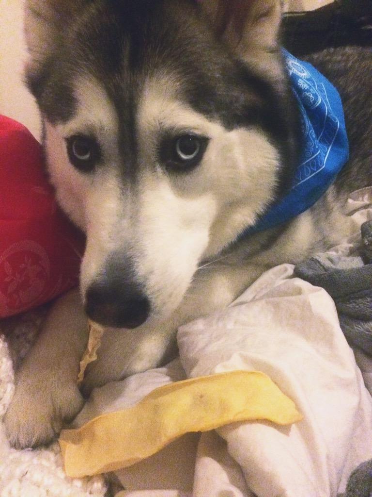 alannahmaay's tweet photo. Finally home with my little one!She loves her goodies! Thanks so much @CanPetHealth #teamday #teamivet #avcconference http://t.co/mgQJktIlwX