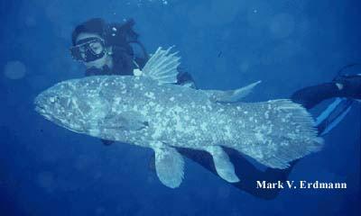 Ikan Coelacanth yang telah lama dikira punah, beberapa tahun lalu ditemukan di laut Sulawesi.