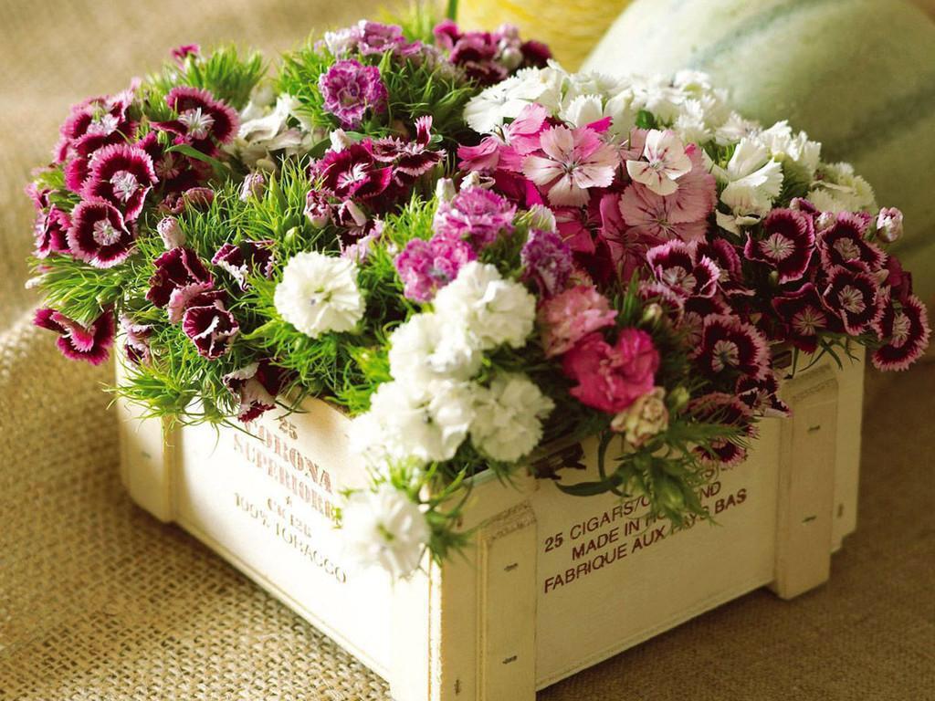 sa6699har's tweet photo. يـاصباح الـوردياورد الـصباح
يازهورالـكون يـاكون الـزهور
لويـشم الـمسك من ريحك رياح
أعـتقد يـنفي بـأنه مـن الـعـطـور http://t.co/VLOzjTsIXn