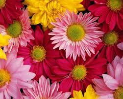 Leah89styles's tweet photo. ♥ÖLÜMÜNE ATATÜRKÇÜYÜZ♥  diyen herkese 
güzel bir hafta dileğile. http://t.co/q940n4m9u4