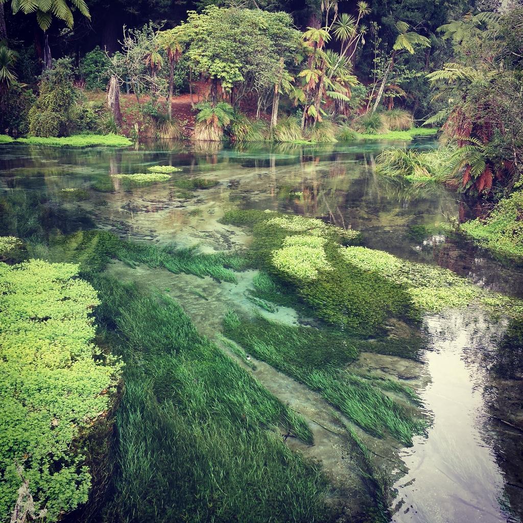 Mrs_Tashx's tweet photo. Rotorua - most amazing walk @ Hamurana Springs... #hamuranasprings #rotoruaforfree #nature #DateGoals http://t.co/1T6elFD0M8