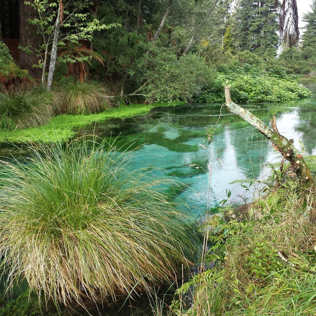Mrs_Tashx's tweet photo. Rotorua - most amazing walk @ Hamurana Springs... #hamuranasprings #rotoruaforfree #nature #DateGoals http://t.co/1T6elFD0M8