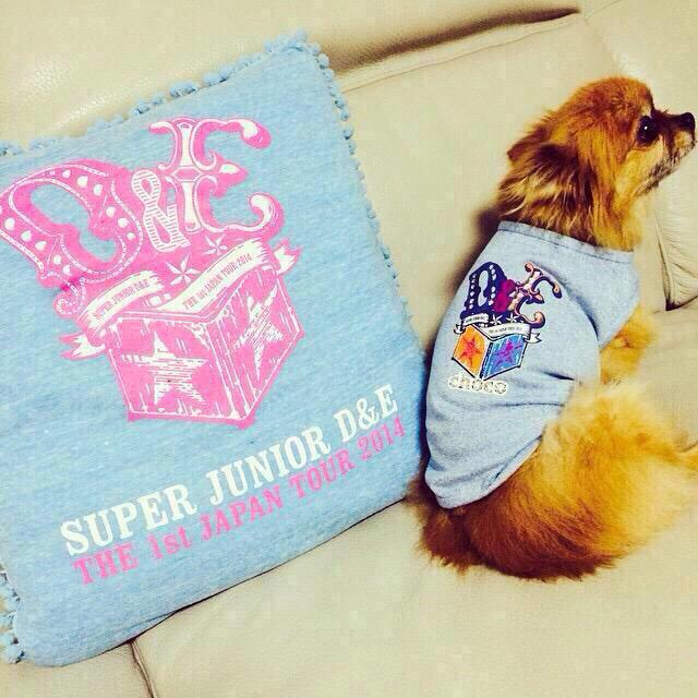 Kouko4824's tweet photo. #PrayForChoco
#RIPChoco
#ThanksforChoco
13年間癒しをありがとう😭 http://t.co/tTeGVRUp74