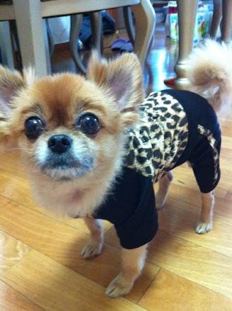 Ika1213's tweet photo. Choco always in our heart 💜💜😘😘 #RIPChoco #PrayForChoco #StayStrongHyukjae http://t.co/jO0ow5pX9J