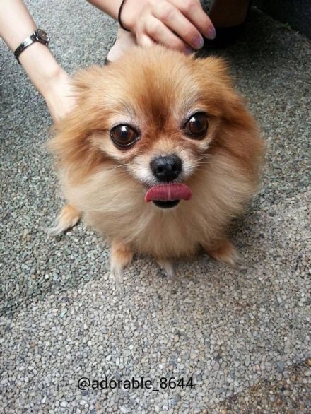 EunHae_Indo's tweet photo. #RIPChoco #Eunhyuk #Choco #HyukMom #HyukDad #ThankUChoco http://t.co/LRh89qZ7xj