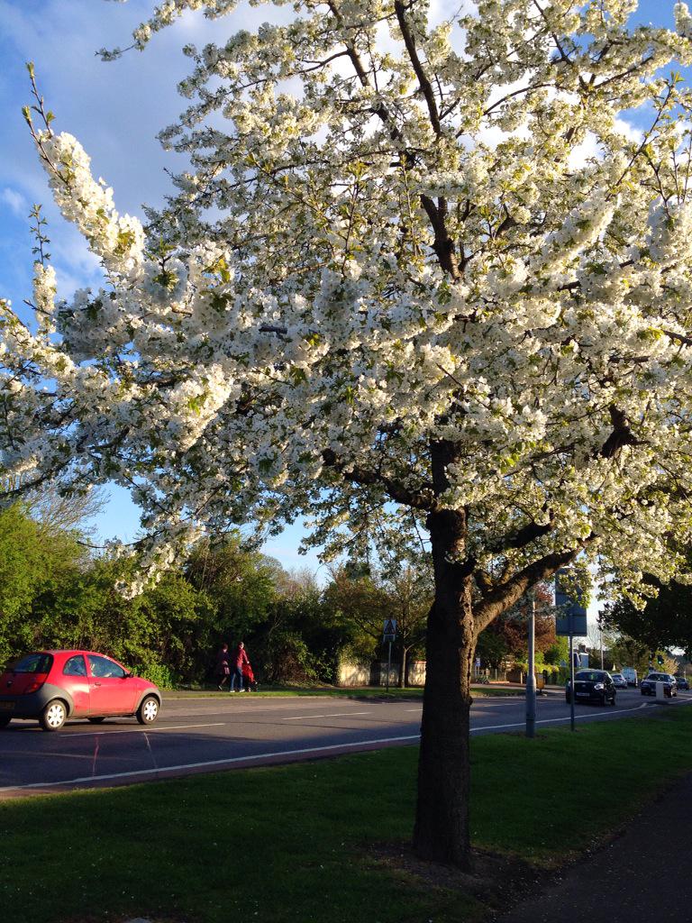 Geetly's tweet photo. Who doesn't love Spring time! #Cambridge http://t.co/u09CtTvwWC