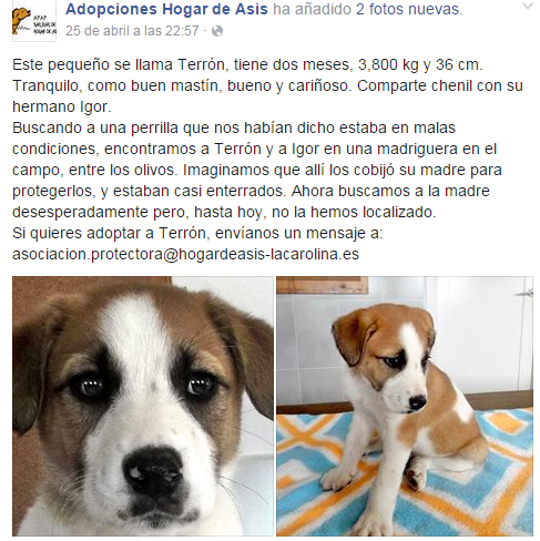 LC_comercio's tweet photo. ADOPCIONES HOGAR DE ASIS http://t.co/BilC8Zralm http://t.co/1IaSJq9drO