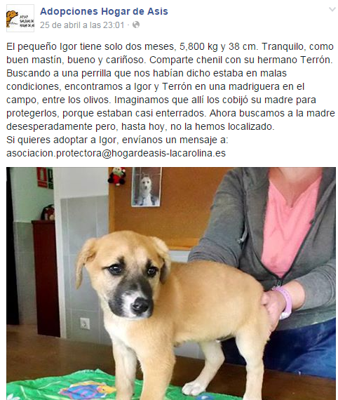 ADOPCIONES HOGAR DE ASIS hogardeasis-lacarolina.es