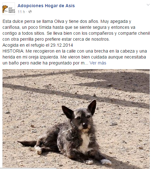 LC_comercio's tweet photo. ADOPCIONES HOGAR DE ASIS http://t.co/BilC8Zralm http://t.co/1IaSJq9drO