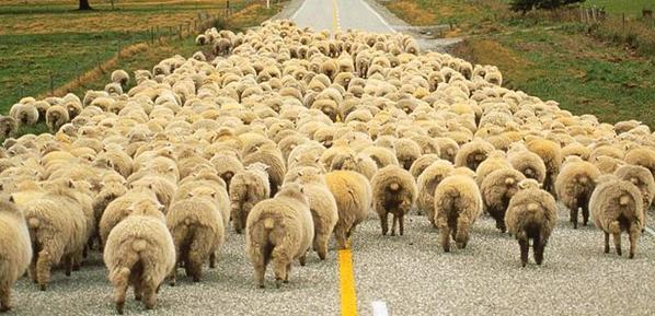 HergunYeniBilg's tweet photo. Alman Atasözü: Sürü olmak, sürü içinde gitmek ve öylece yol almak istersen yaşamın boyunca sadece kıç görürsün. https://t.co/kUiBmnHmGf