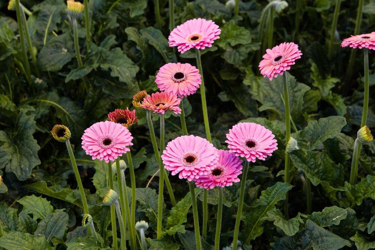 CeesMom1's tweet photo. In het wild komt de #Gerbera voor in Zuid-Amerika, Afrika, Madagaskar en de tropische gebieden van Azië http://t.co/KST4TCORXP
