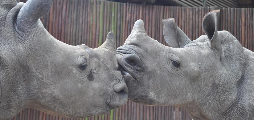 Happy Freedom Day from South Africa It's our duty to keep wildlife safe from harm so they too can be free &amp; live long