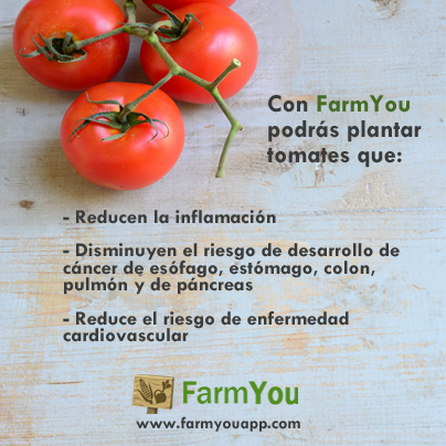 farmyouapp's tweet photo. FarmYou también te enseña como cultivar tomates. ¿Conoces los beneficios del tomate? #comidaorganica #comidasana http://t.co/GWxnWxRORZ