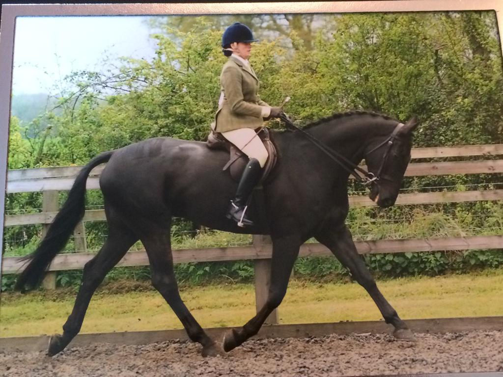 NatalieRampling's tweet image. My superstar hunter. Winning ridden hunter, qualifying equifest, then reserve champion. Loving this chap