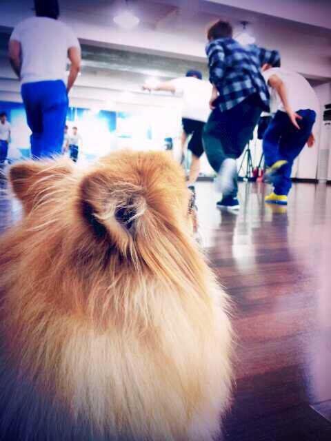 h0neyp00h's tweet photo. ちょこちゃん…
元気になってまた走ってるよ、って。そぅ言ってたのに。。
きっと…ひょくちゃん帰ってくるの、待ってたんだね。
あっぱはちょこちゃんだけのあっぱ、だよ。どうぞ安らかに。。

#RestinpeaceChoco http://t.co/vI5N16IgO4