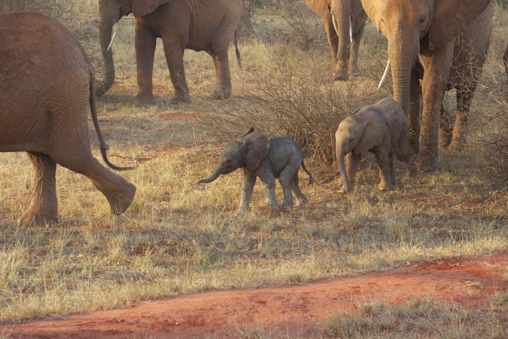 SheldrickTrust's tweet photo. #LondonMarathon ballot is open for 2016! http://t.co/2AxYREydm2 Apply &amp; fundraise for @DSWT &amp; #elephants! http://t.co/cshaLquXLL