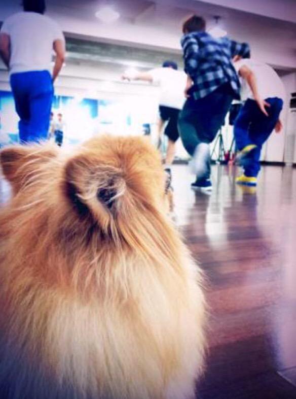 SilverRuby824's tweet photo. #RestinpeaceChoco 
#RIPChoco 
#ThankuChoco 
#thankyouChoco 
#쵸코사랑해요 
#쵸코야사랑해 http://t.co/pn2fAeDKoP