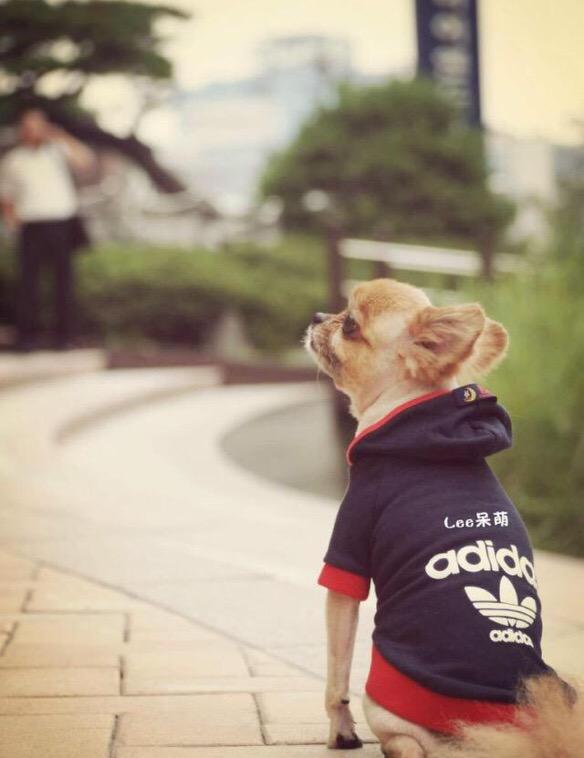SilverRuby824's tweet photo. #RestinpeaceChoco 
#RIPChoco 
#ThankuChoco 
#thankyouChoco 
#쵸코사랑해요 
#쵸코야사랑해 http://t.co/pn2fAeDKoP