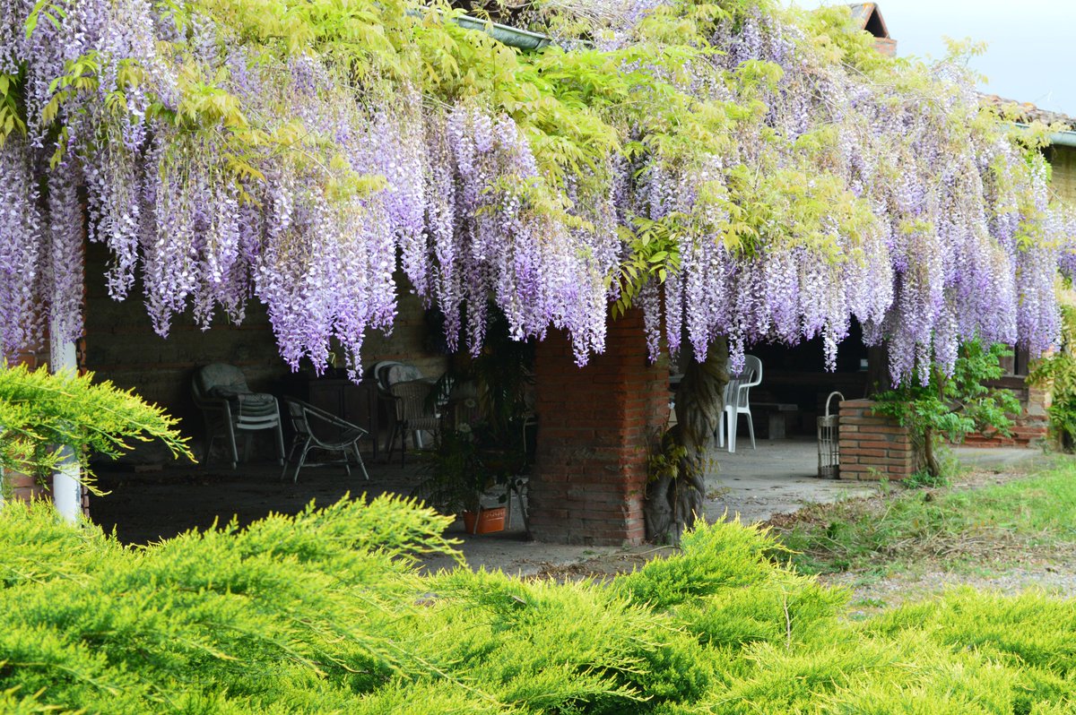 phpradines's tweet photo. Pleine floraison de la glycine: du côté de Toulouse. http://t.co/ea6KHF52Dv