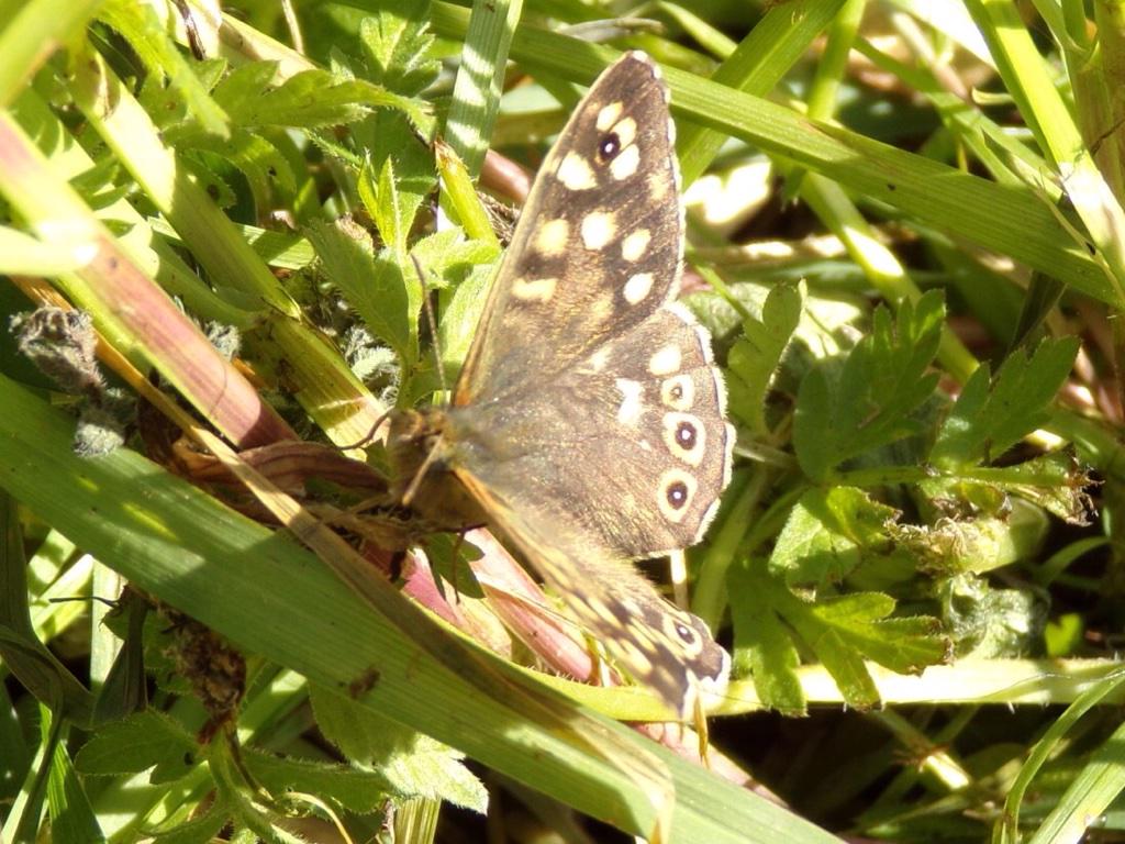 Siberia61's tweet photo. #speckledwood #butterfly #photography #firstoneiveseen 😀 http://t.co/KFhrTT0Old