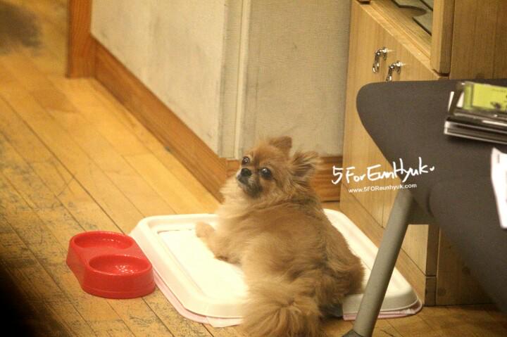 5FOReunhyuk's tweet photo. #RIPChoco #ThankyouChoco  😭😭😭😭 http://t.co/CG7qfJ0G3q