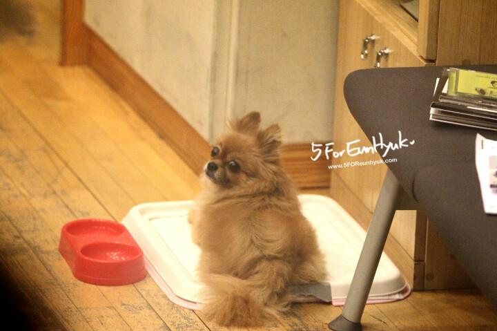 5FOReunhyuk's tweet photo. #RIPChoco #ThankyouChoco  😭😭😭😭 http://t.co/CG7qfJ0G3q