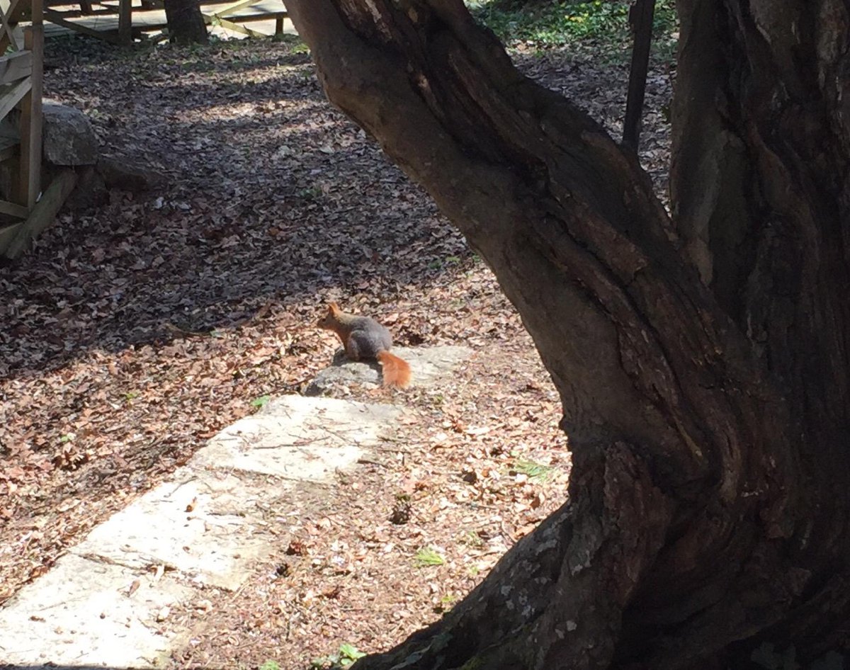 Bahar gelmiş, sincap kardeş öyle dedi. (at @tokhayder in Bolu) swarmapp.com/c/95uqzLjDG5l