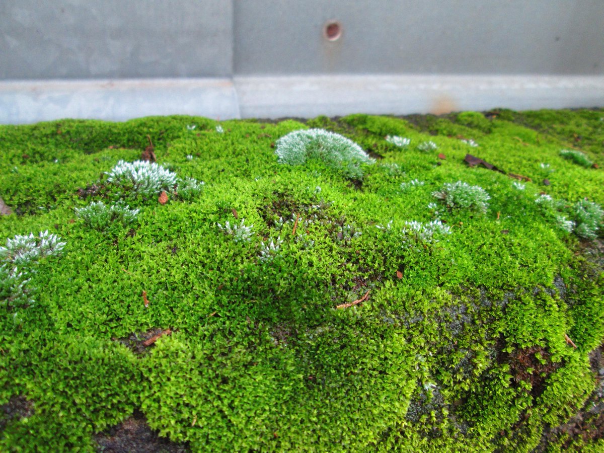 苔人間 ブロック塀の上の苔です さて 一体何種類の苔が生えているでしょうか Http T Co Lbeiogtz7i 苔人間 ブロック塀の上の苔です さて 一体何種類の苔が生えているでしょうか Http T Co Lbeiogtz7i