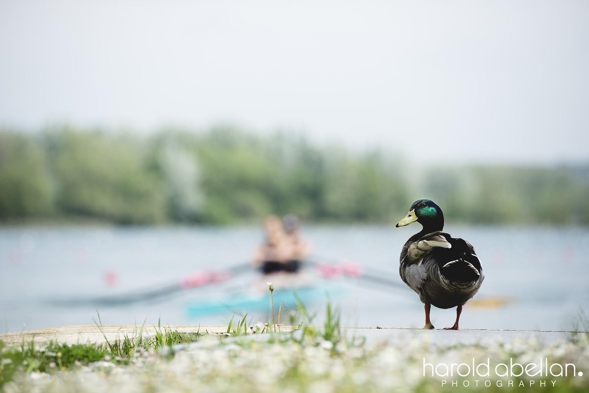 haroldabellan's tweet photo. Patos ansiosos que esperan el inicio de las regatas #rem #remo #rowing #rudern #aviron #RowingNothingElse http://t.co/VDrRPvBS77