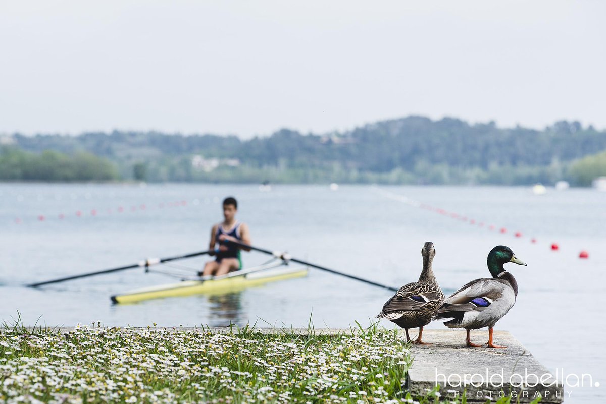 haroldabellan's tweet photo. Patos ansiosos que esperan el inicio de las regatas #rem #remo #rowing #rudern #aviron #RowingNothingElse http://t.co/VDrRPvBS77